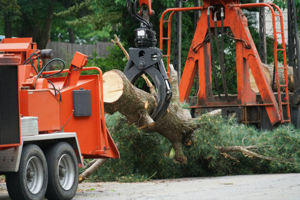 How Our Tree Care Process Works  in Daleville, IN